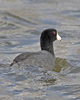 American Coot 7084